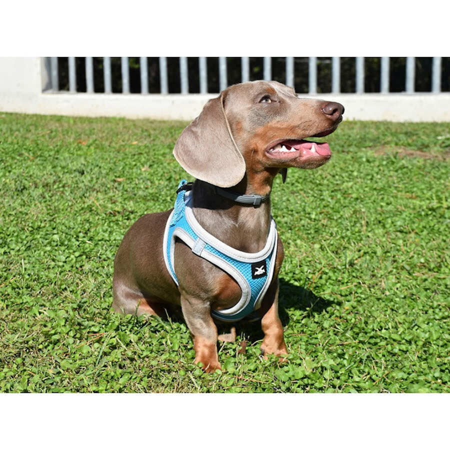 Nayeco X-TRM Neo Azul arn&eacute;s para perros, , large indicador imagen numero 2